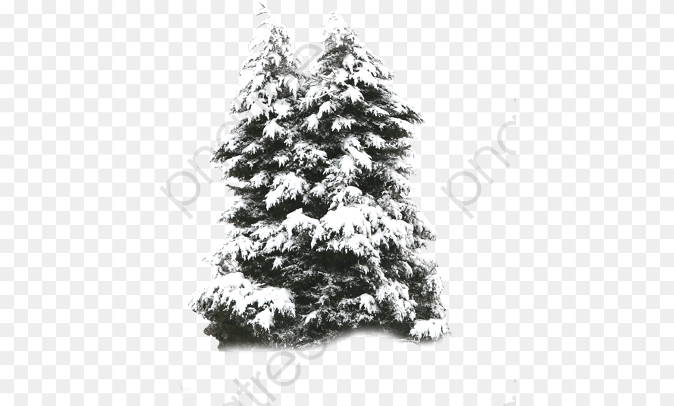 Frost Psd Frost Psd Tree With Snow, Fir, Plant, Pine Free Png