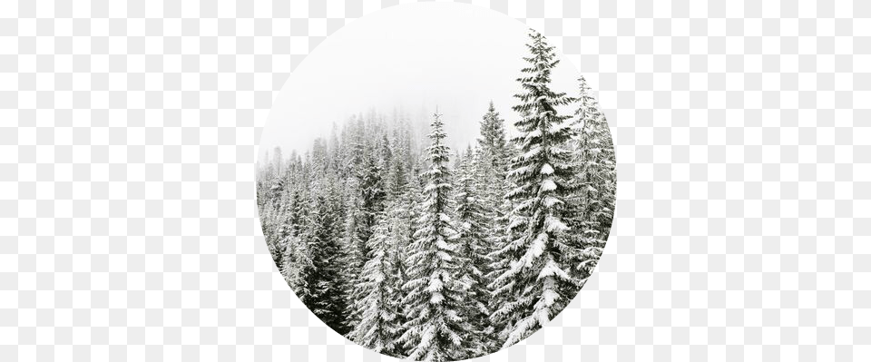 Frosted Cliff Spruce Fir Forest, Tree, Plant, Photography, Vegetation Png