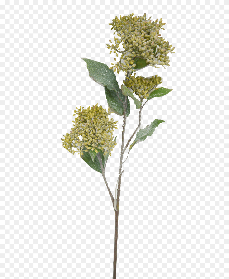 Frosted Dogwood Spray Twig, Apiaceae, Flower, Plant, Pollen Free Transparent Png