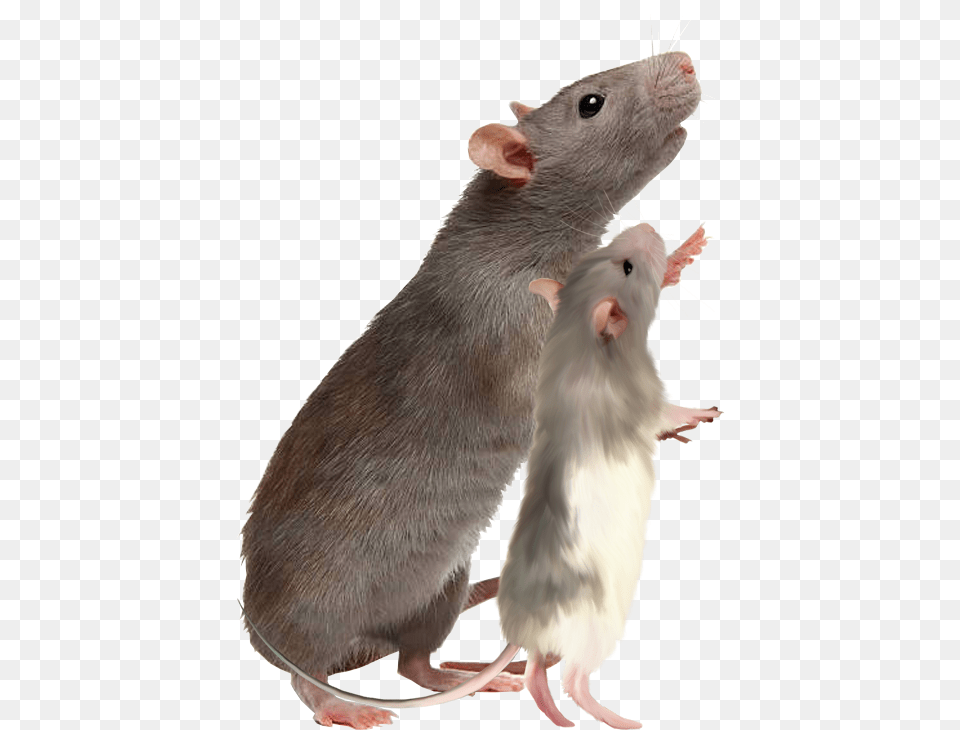 Frozen Rat Pet Store, Animal, Mammal, Rodent Free Png Download