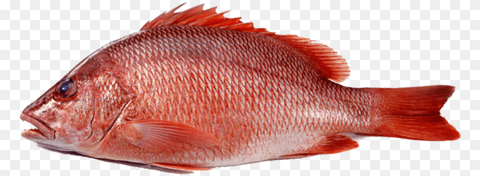 Frozen Red Fish, Animal, Sea Life Free Transparent Png