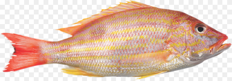 Frozen Yellow Tail Snapper, Animal, Fish, Sea Life Free Png