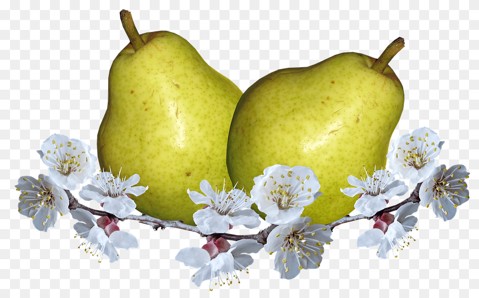Fruit Food, Plant, Produce, Pear Png Image