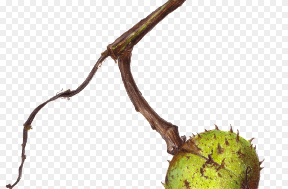 Fruit, Plant, Tree, Food, Nut Png Image