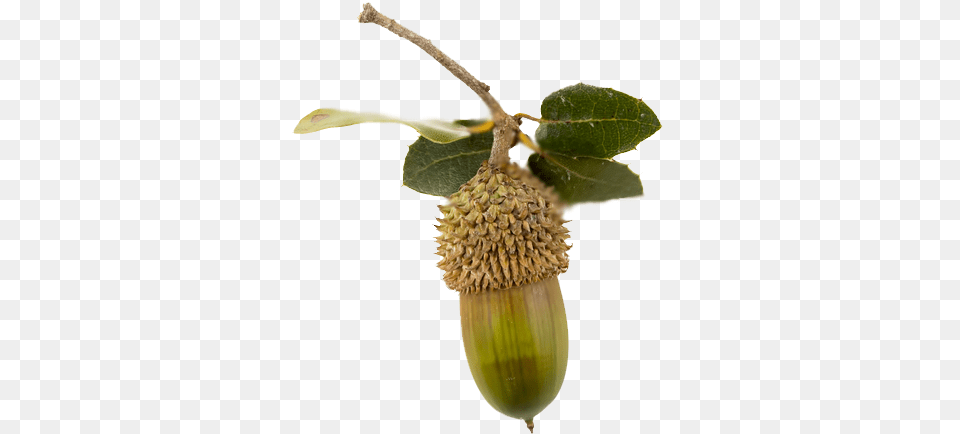 Fruit, Food, Nut, Plant, Produce Png