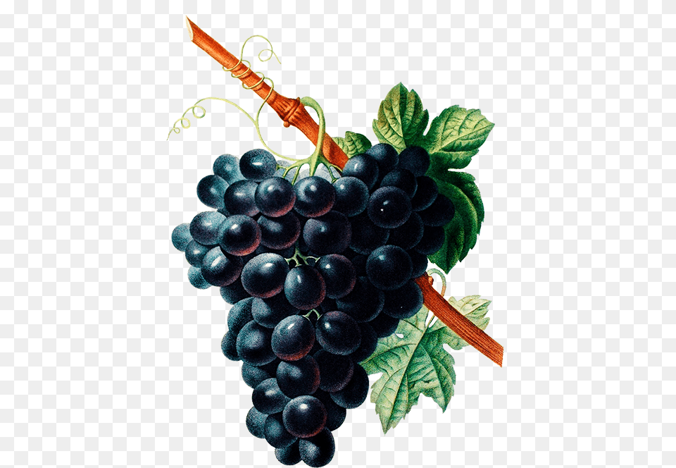 Fruit And Flower Drawing, Food, Grapes, Plant, Produce Free Transparent Png