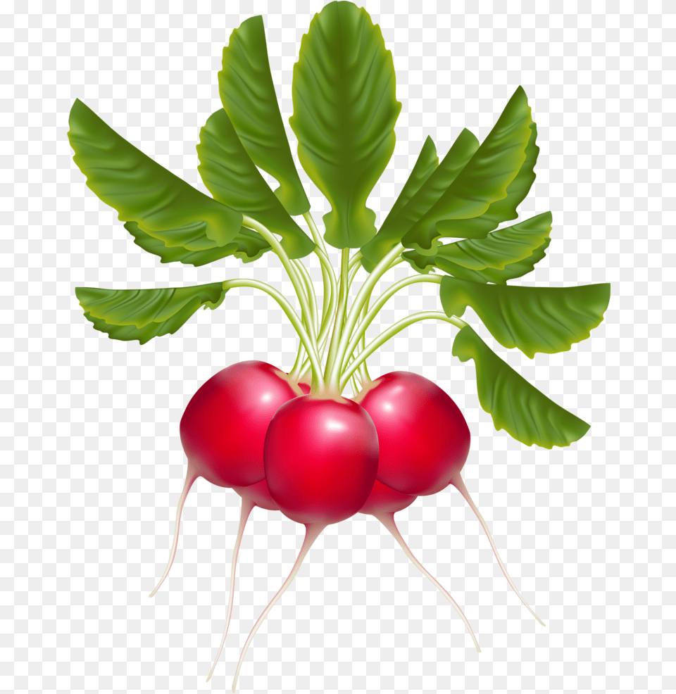 Fruit And Radish Clipart, Food, Plant, Produce, Vegetable Free Png Download