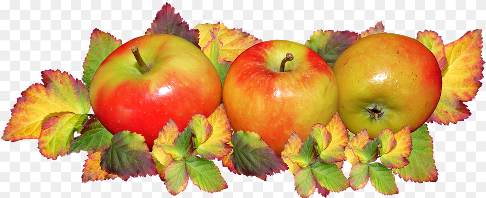 Fruit Apples Autumn Leaves Harvest Festival Apples, Apple, Food, Plant, Produce Png Image
