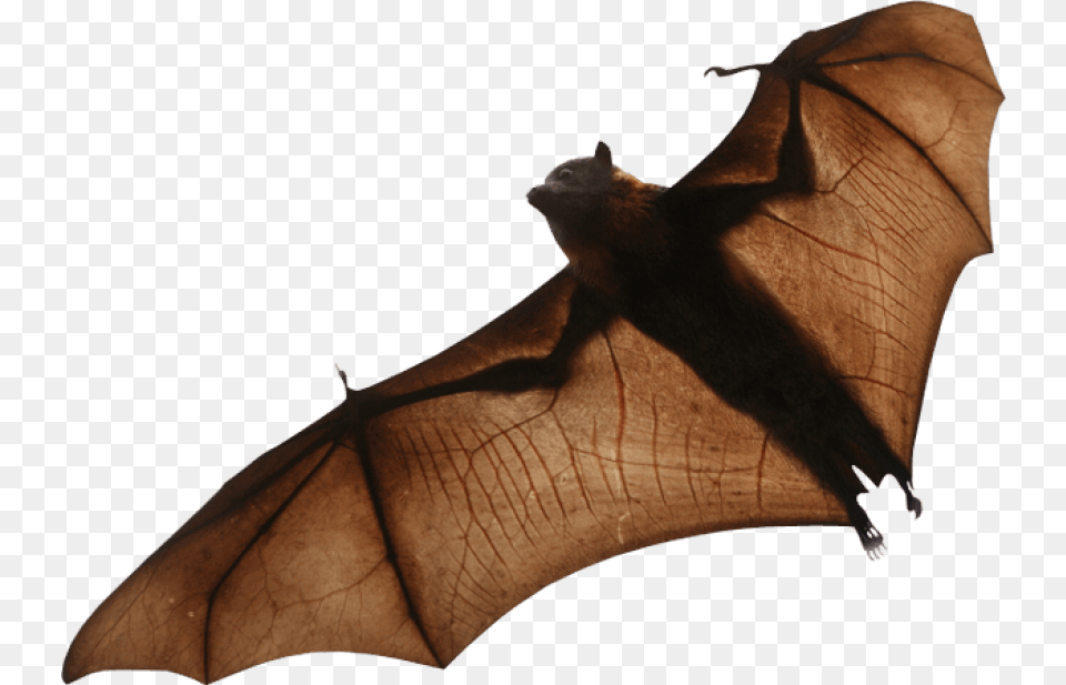 Fruit Bat Transparent Background, Animal, Mammal, Wildlife, Person Free Png