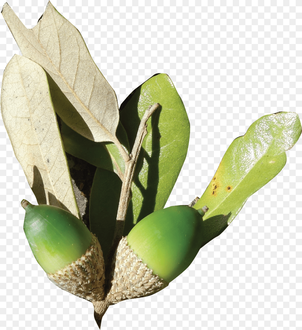 Fruit Bud, Food, Grain, Nut, Plant Free Png Download