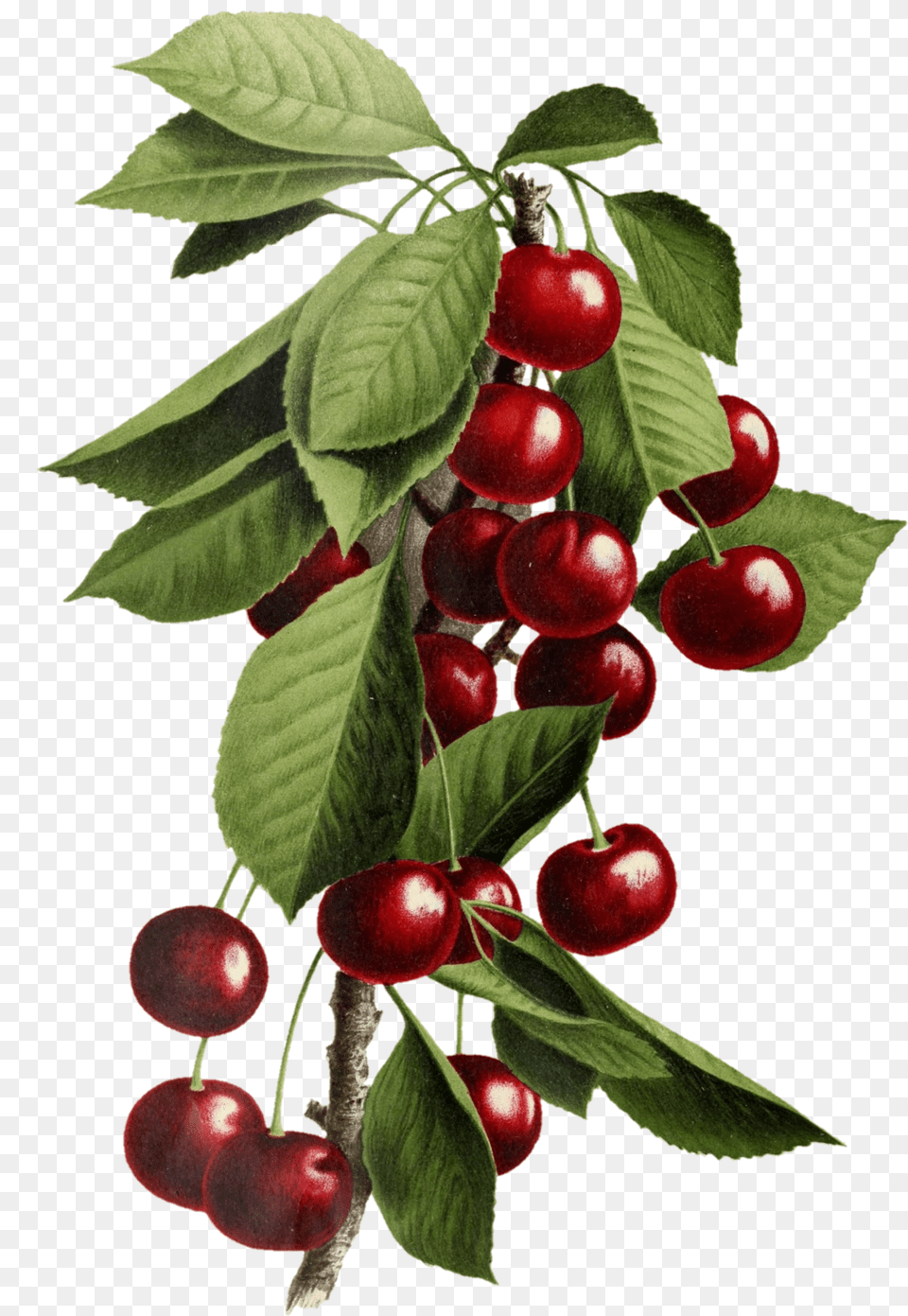 Fruit Cherries Vintage Old Stock Fitness Nutrition, Cherry, Food, Plant, Produce Free Png