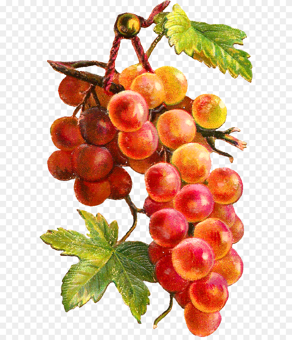 Fruit Clipart Watercolor Leaf Decoupage Food, Grapes, Plant, Produce Free Transparent Png