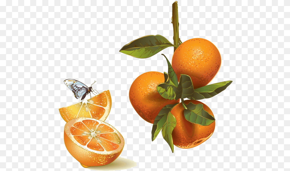 Fruit Et Legumes Mandarin Orange, Citrus Fruit, Food, Plant, Produce Free Transparent Png