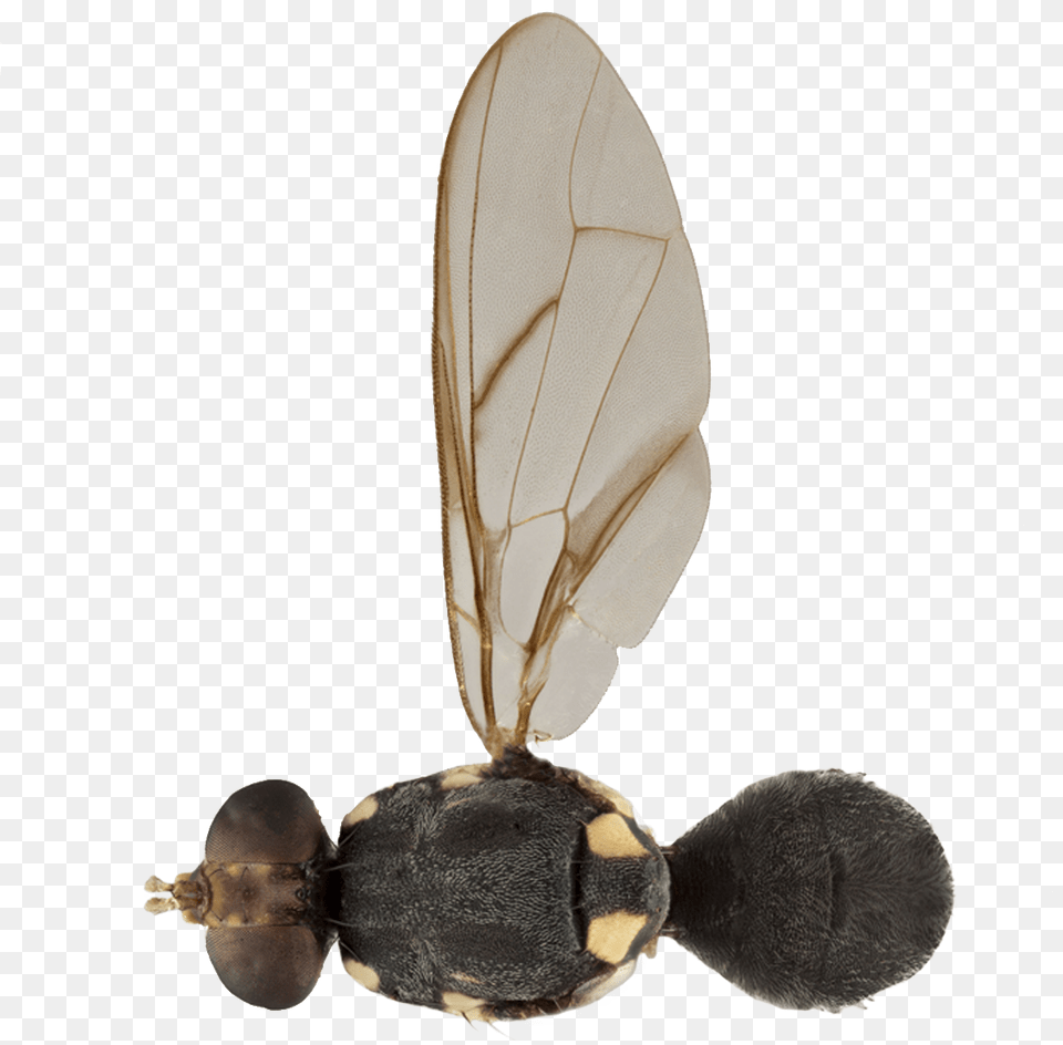Fruit Fly Bactrocera Obliqua Insect, Animal, Bee, Invertebrate, Wasp Png Image