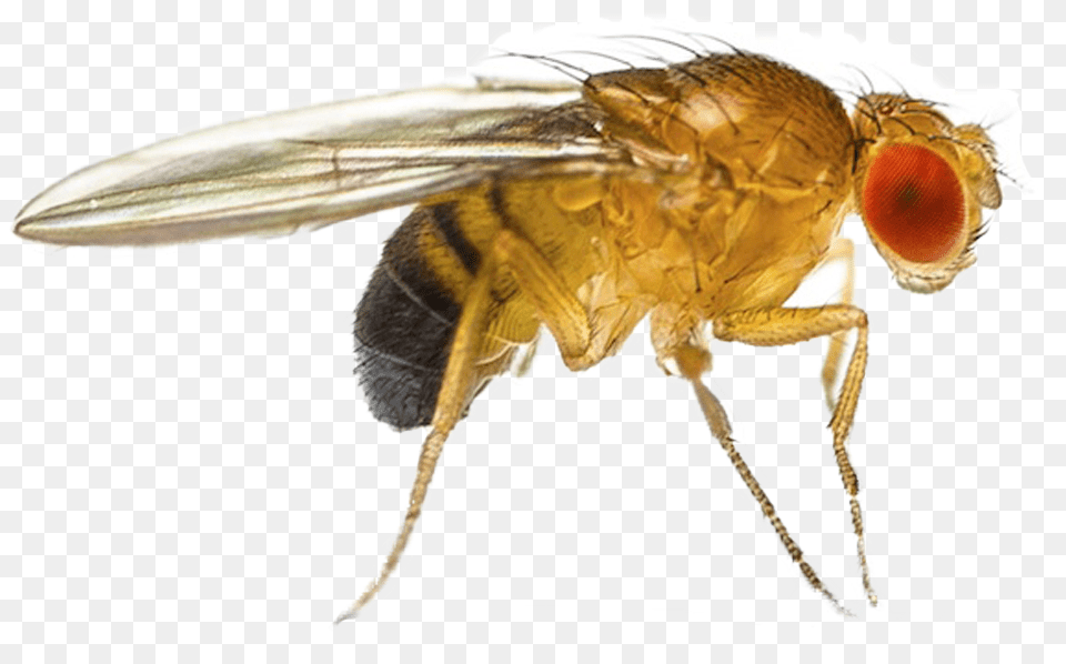 Fruit Fly Fruit Flies, Animal, Insect, Invertebrate, Bee Png