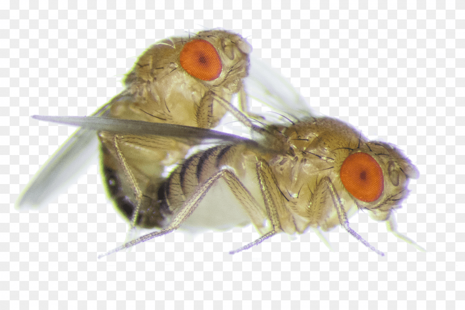 Fruit Fly Fruit Flies, Animal, Insect, Invertebrate Free Png Download