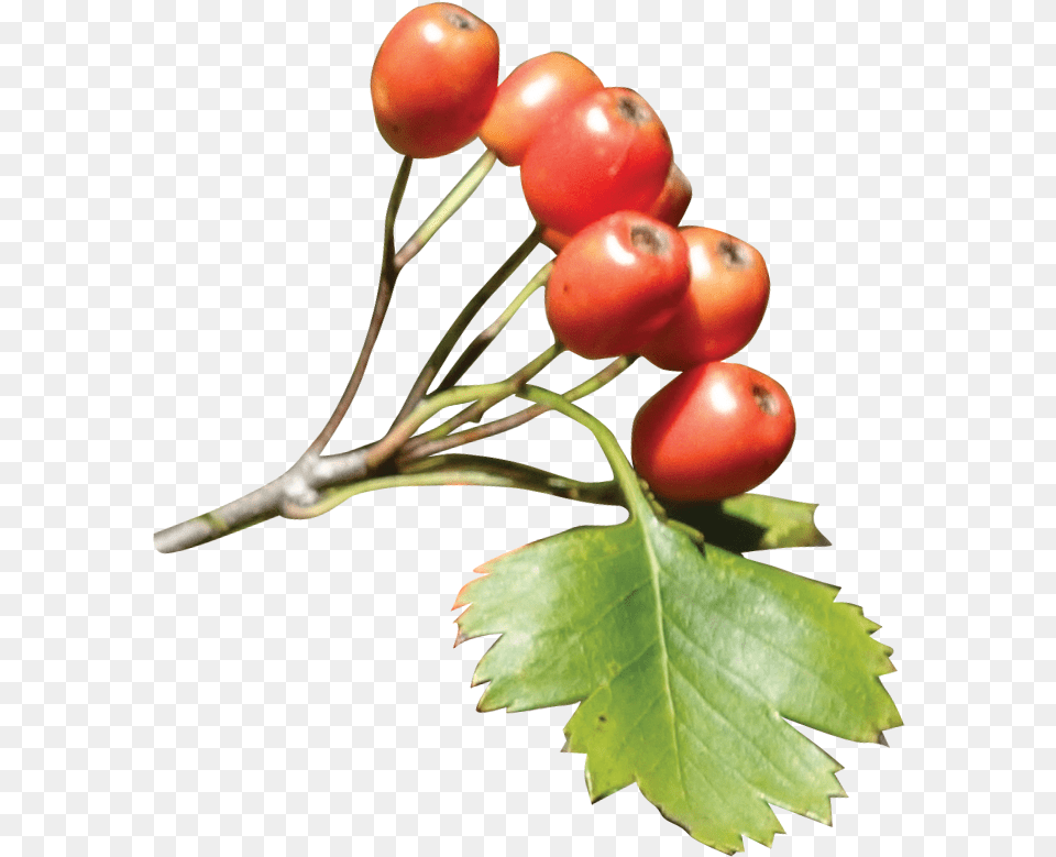 Fruit Hawthorn, Cherry, Food, Plant, Produce Free Png Download