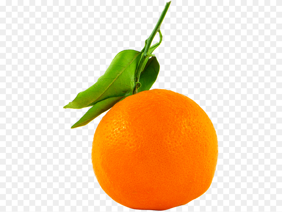 Fruit Orange Transparent Photo On Pixabay Orange Cut Out, Citrus Fruit, Food, Grapefruit, Plant Png