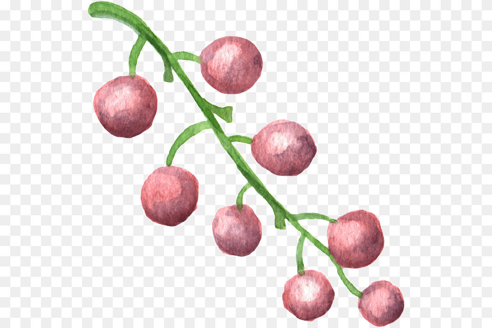 Fruit Pink Transparent Decorative Material Watercolor Painting, Food, Grapes, Plant, Produce Png