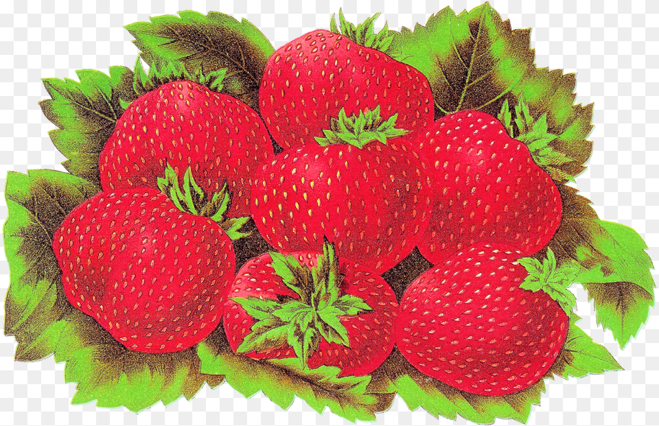 Fruit Strawberry Digital Download Strawberry, Berry, Food, Plant, Produce Png Image