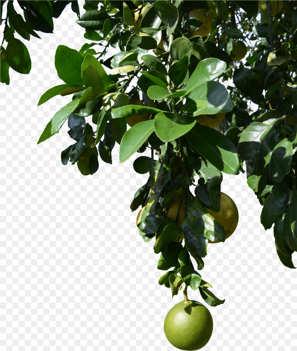 Fruit Tree, Citrus Fruit, Food, Grapefruit, Plant Free Transparent Png