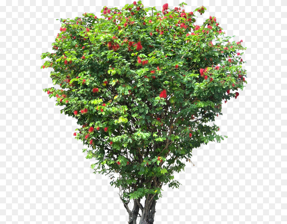 Fruit Tree 2 Image Small Flower Tree, Geranium, Maple, Plant, Leaf Free Png