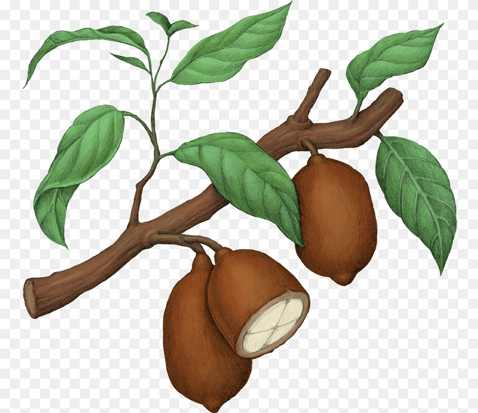 Fruit Tree, Plant, Produce, Food, Pear Png Image