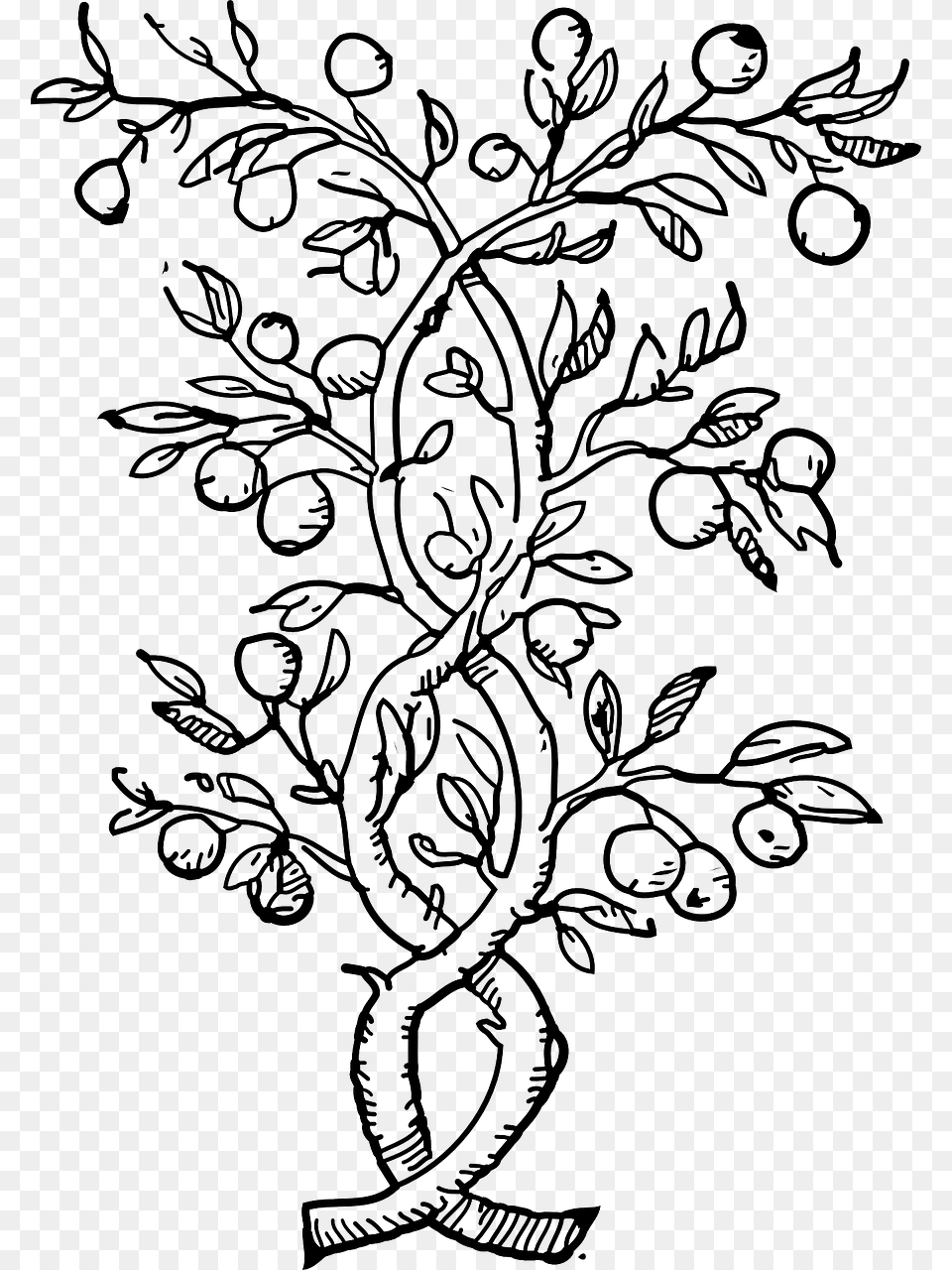 Fruit Tree Black And White, Art, Floral Design, Graphics, Pattern Free Png