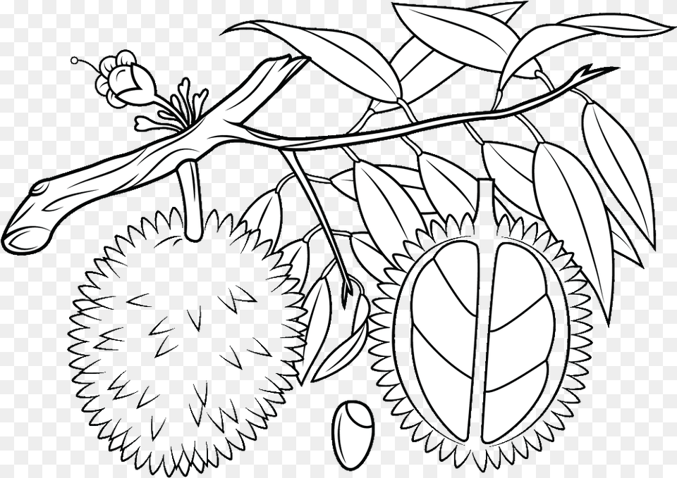 Fruit Tree Clipart Black And White Jpg Transparent Black And White Durian Tree Clipart, Food, Plant, Produce, Leaf Png Image