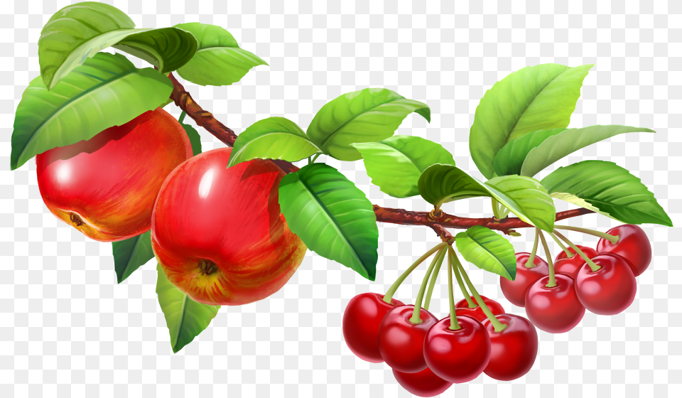 Fruit Tree Hd Image Download Fruit In A Tree Clipart, Food, Plant, Produce, Cherry Free Transparent Png