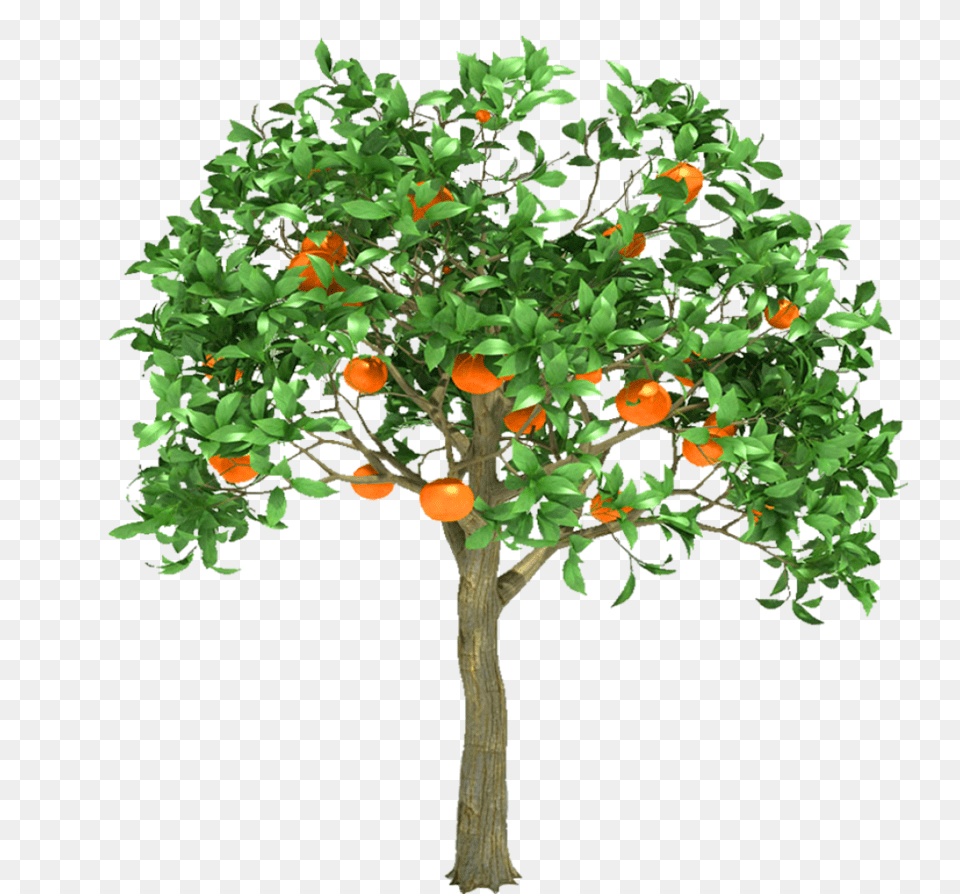 Fruit Tree Orange Fruit Trees, Citrus Fruit, Food, Plant, Potted Plant Free Png Download