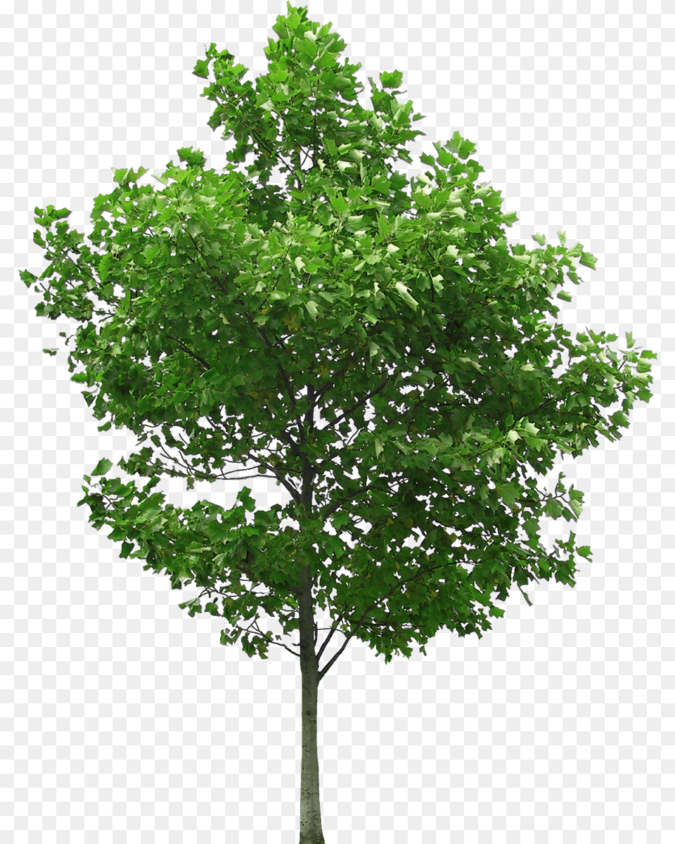 Fruit Tree Photography Oak Tree, Maple, Plant, Sycamore, Leaf Png