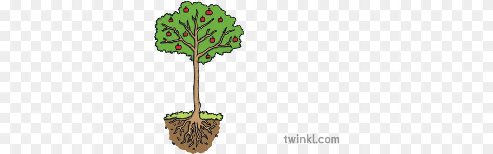 Fruit Tree With Roots Science Plant Apple Ks1 Illustration Soil, Root Png