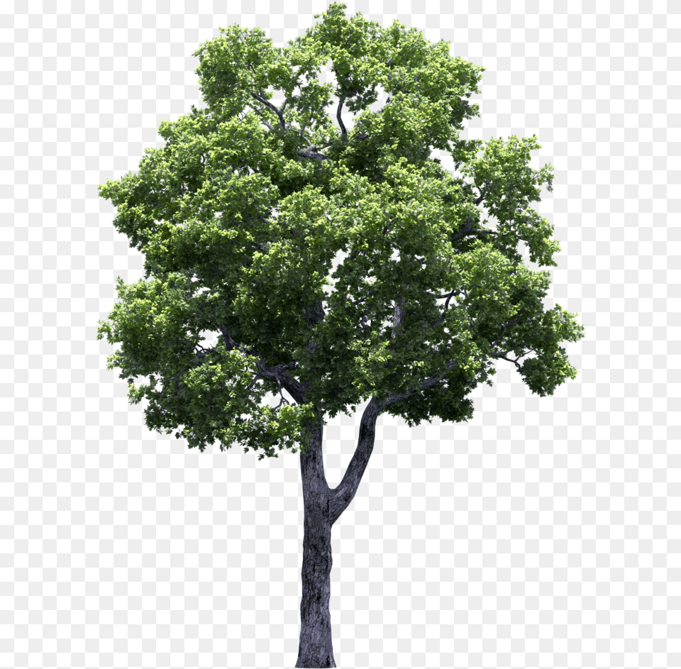 Fruit Trees Clipart Tree Perspective, Oak, Plant, Sycamore, Tree Trunk Png Image