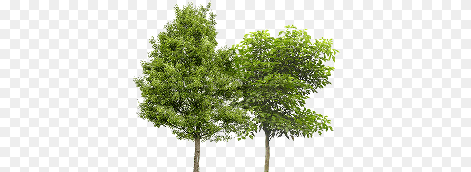 Fruit Trees Platanus Acerifolia, Maple, Oak, Plant, Sycamore Free Transparent Png