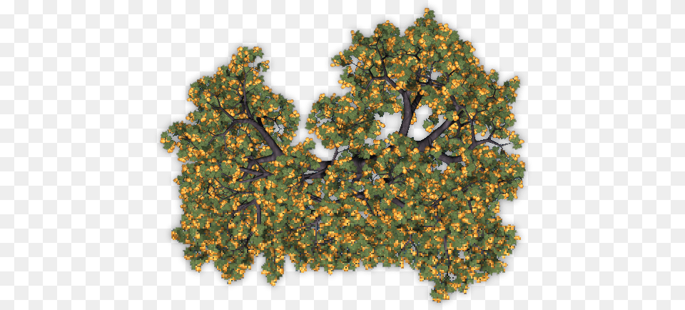 Fruit Trees Top View Apricot Tree, Pattern, Plant, Sycamore, Accessories Png Image