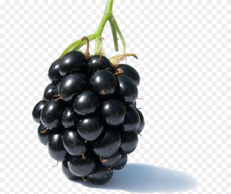 Fruits Clipart 1 Blackberry Fruit, Berry, Food, Plant, Produce Free Transparent Png