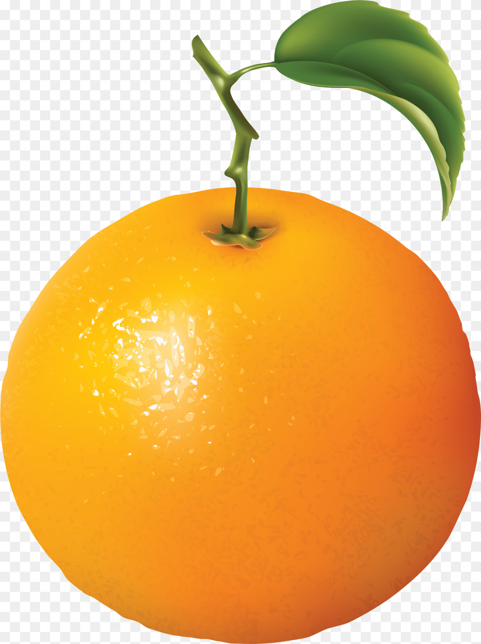 Fruits Clipart Diagram Of An Orange, Citrus Fruit, Food, Fruit, Grapefruit Png Image