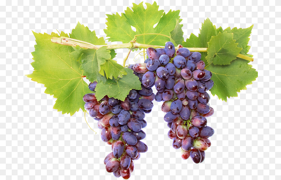 Fruits Raisins Vigne, Food, Fruit, Grapes, Plant Free Png Download