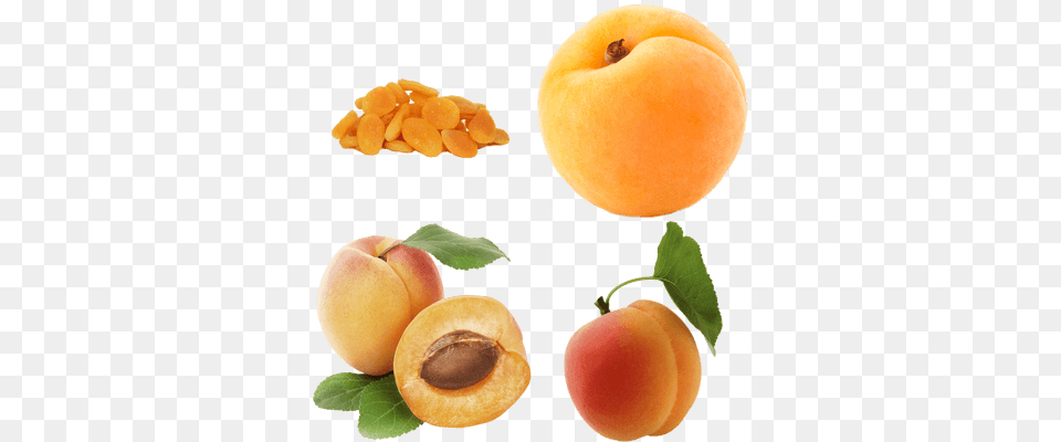 Fruits Transparent Images Stickpng Rex Orange County Apricot, Food, Fruit, Plant, Produce Png Image