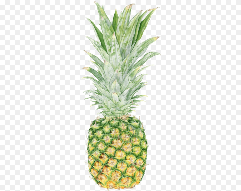 Fruitstubes Pineapple A Day Quotes, Food, Fruit, Plant, Produce Png