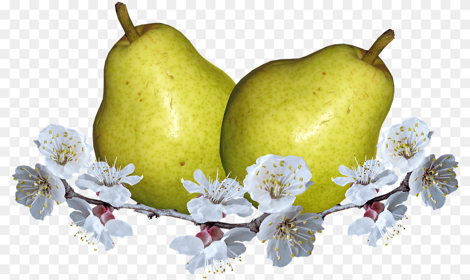 Frutas Peras Flor De Pera La Nutricin Hruka, Food, Fruit, Plant, Produce Png Image