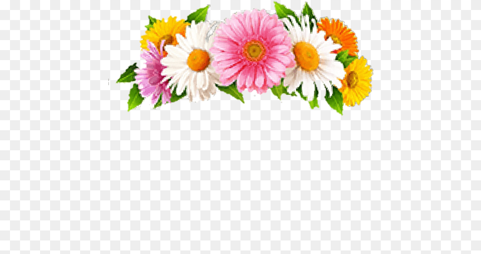 Fte Ftestickers Halo Flowercrown, Daisy, Flower, Flower Arrangement, Flower Bouquet Free Transparent Png