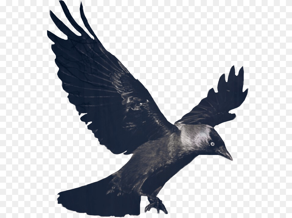 Ftegothic Gothic Goth Crow Raven Bird Black Fly Dailyst, Animal, Blackbird Png Image