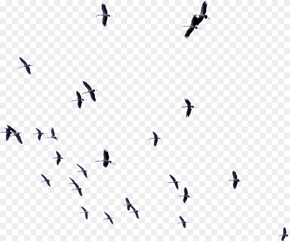 Ftesticker Birds Bird Fly Flying Sky Forest Flock, Animal, Person, Aircraft, Airplane Png Image