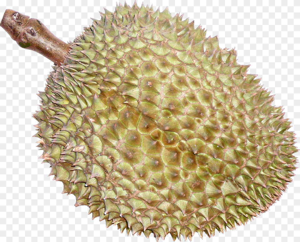 Ftesticker Fruit Durian Thaifruits Food Thailand Durian, Plant, Produce, Pineapple Free Png
