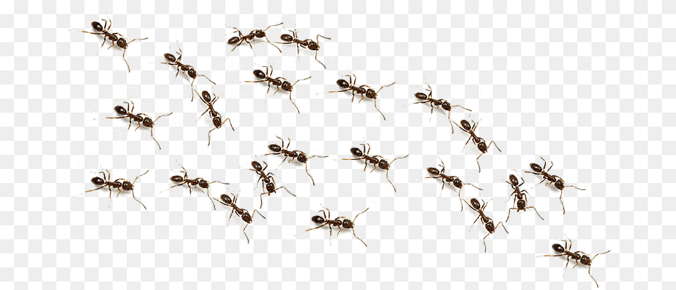 Ftestickers Ant Animals Ants Freetoedit Background Ants, Animal, Mammal, Insect, Invertebrate Free Transparent Png