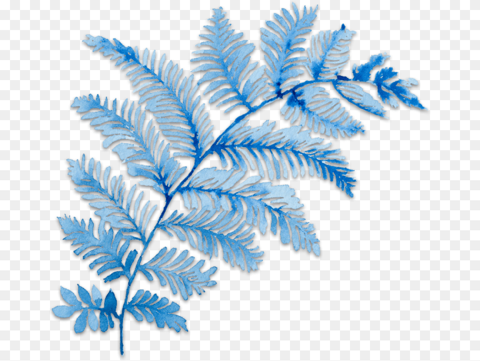 Ftestickers Art Watercolor Floral Branch Blue Blue Fern Leaf, Plant, Animal, Wildlife, Zebra Free Png Download