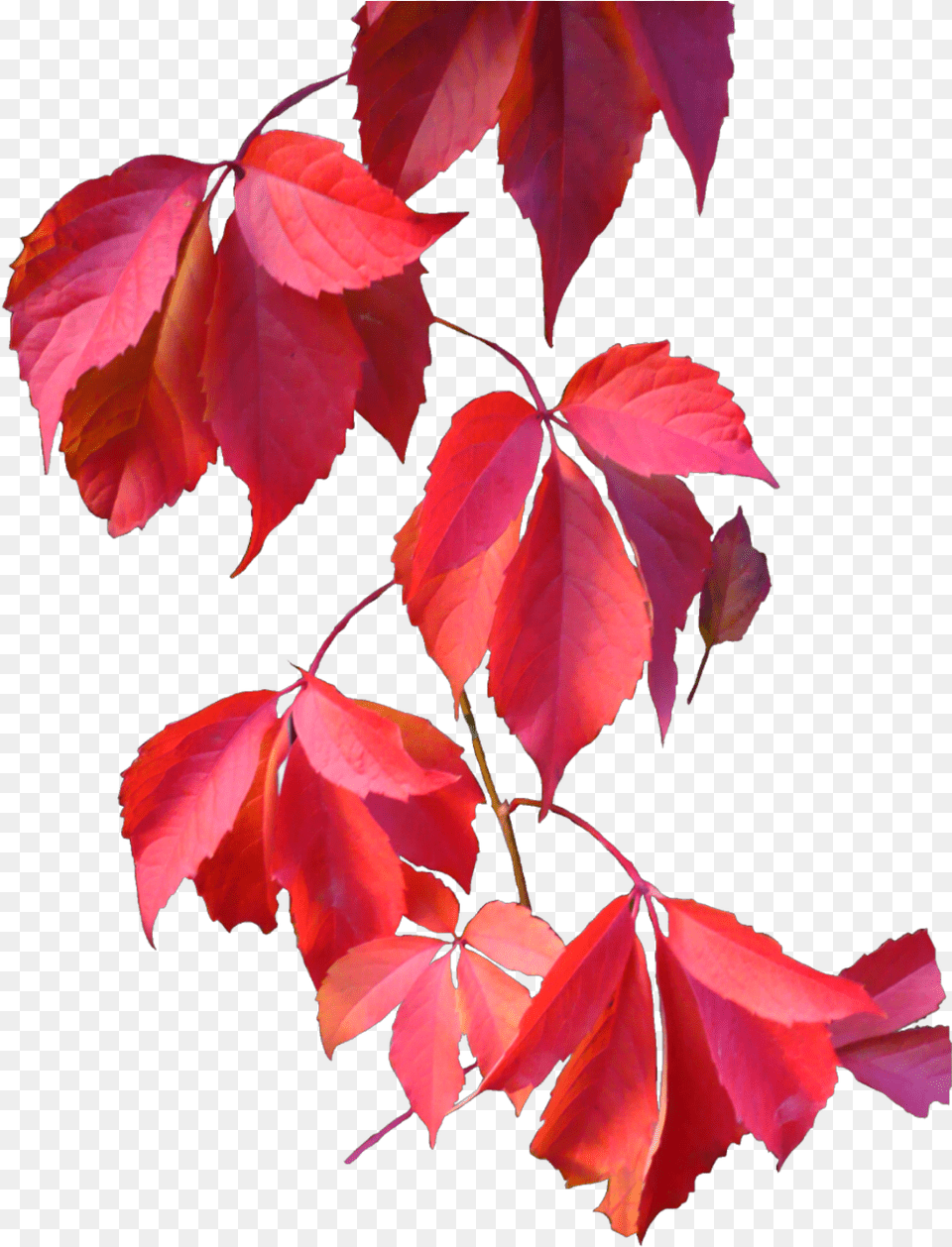 Ftestickers Autumn Tree Leaves Fallcolors Tumhara Dil Mere Dil Ke Barabar, Leaf, Maple, Plant, Flower Free Png Download