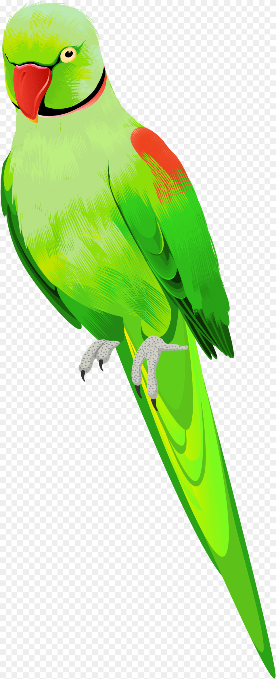 Ftestickers Bird Parrot Green, Animal, Parakeet Png